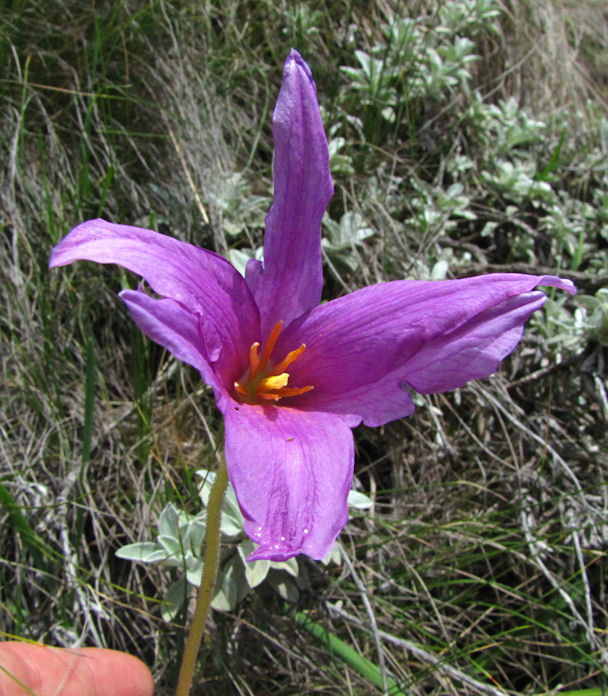 purple flower possibly gladiolus crop.