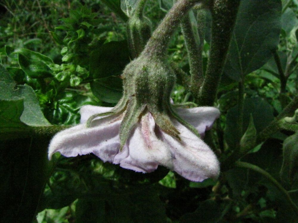 r aubergine flower