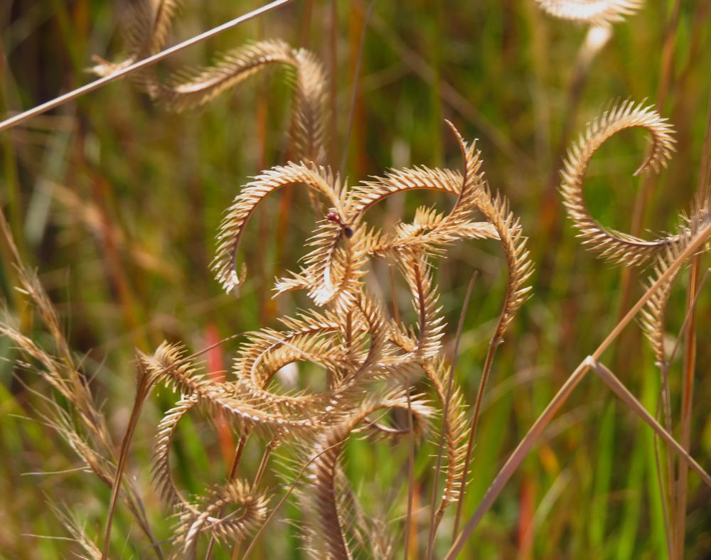 r twisted grass